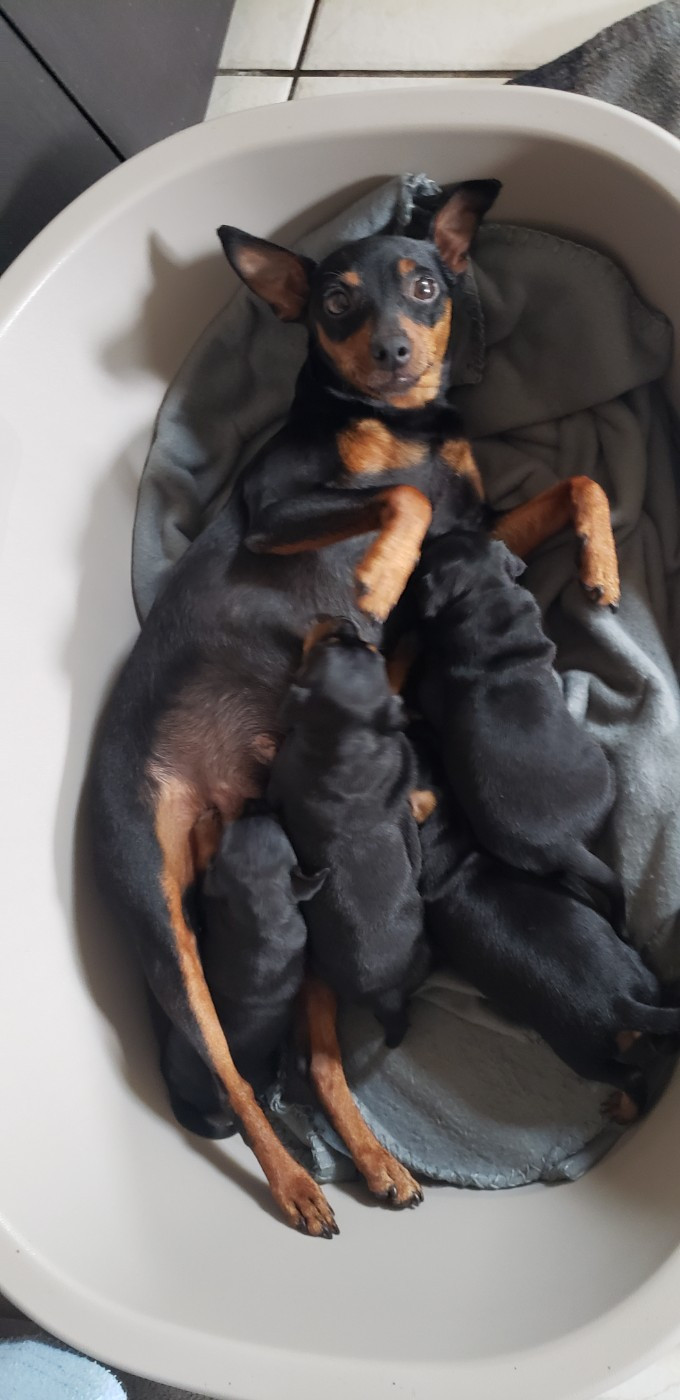 Chiot Pinscher nain Des Légendes du Val d'Argos