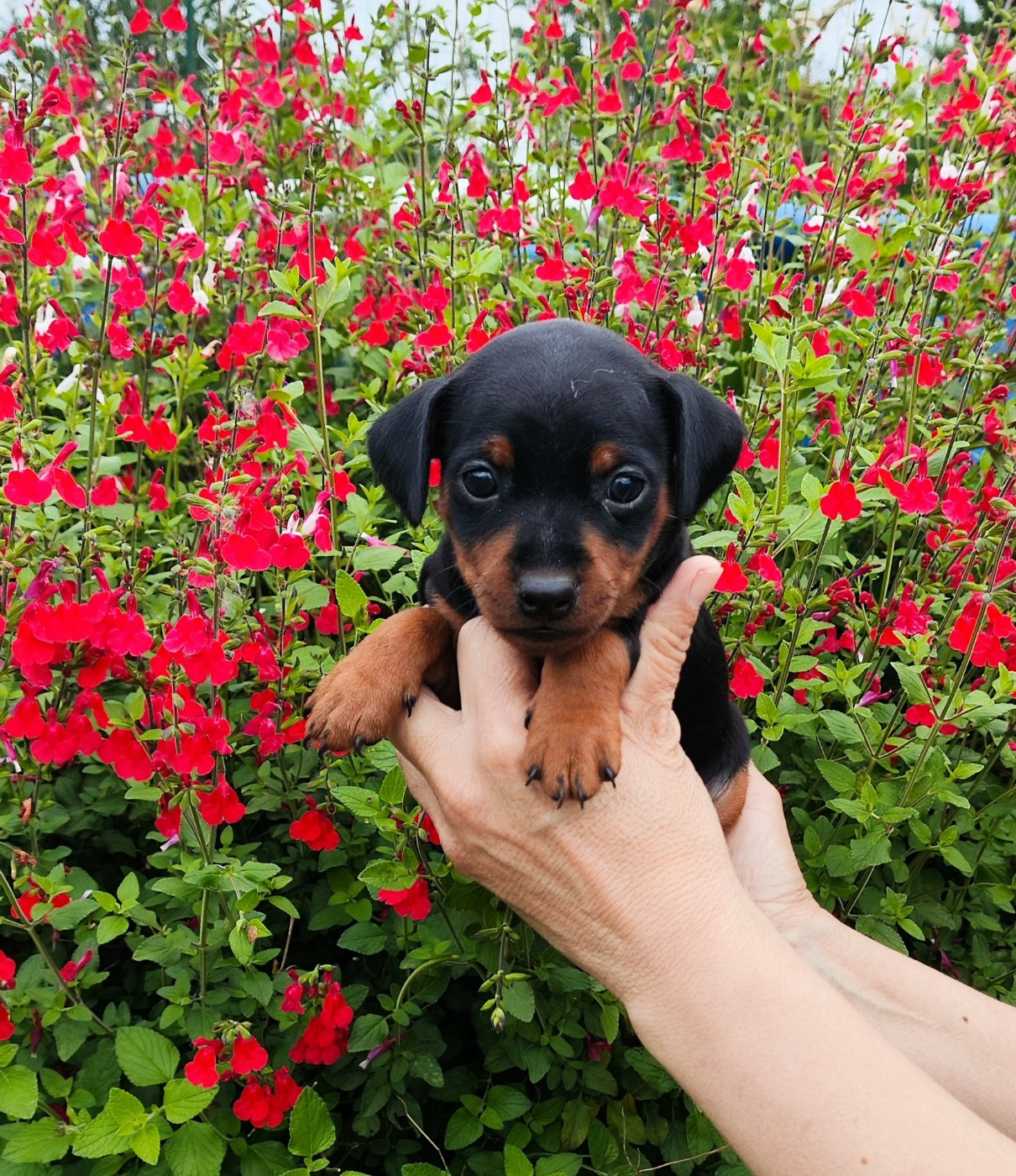 Des Légendes du Val d'Argos - Chiots disponibles - Pinscher nain