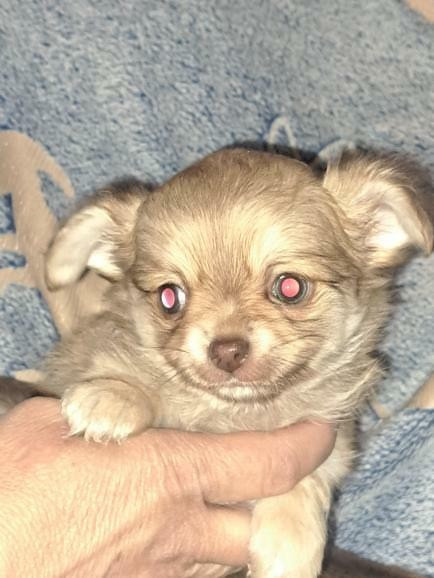 Des Légendes du Val d'Argos - Chiots disponibles - Chihuahua