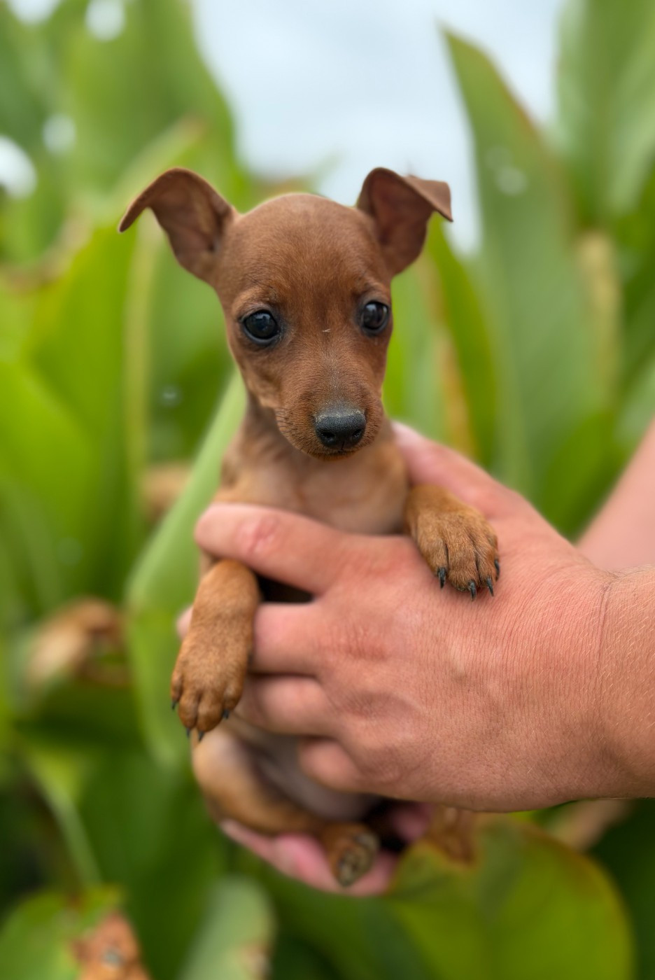 Des Légendes du Val d'Argos - Chiots disponibles - Pinscher nain
