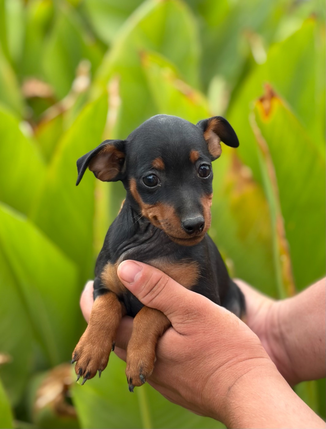Des Légendes du Val d'Argos - Chiots disponibles - Pinscher nain