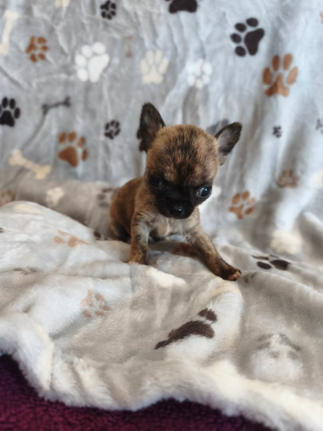 Des Légendes du Val d'Argos - Chiots disponibles - Chihuahua