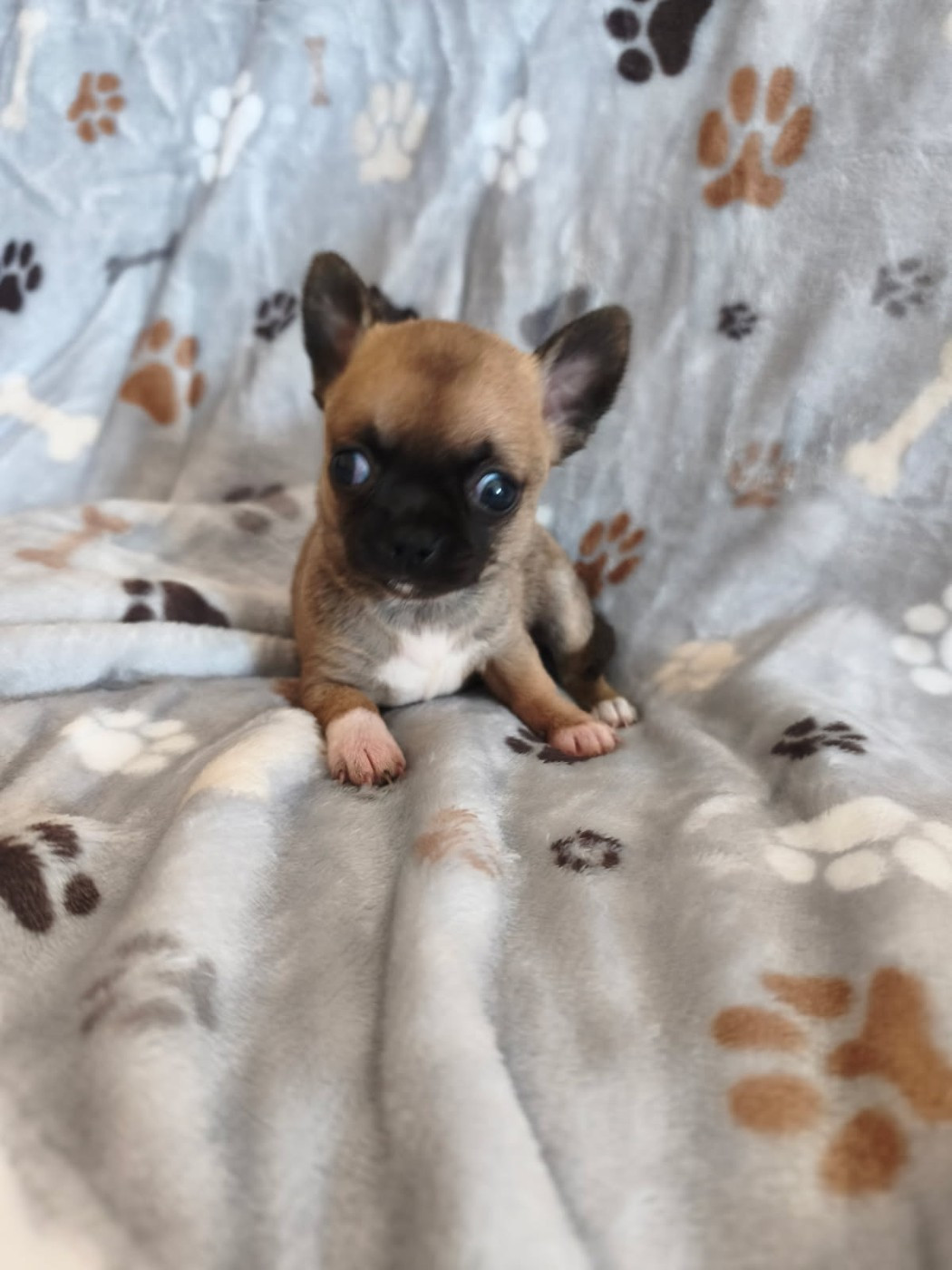 Des Légendes du Val d'Argos - Chiots disponibles - Chihuahua