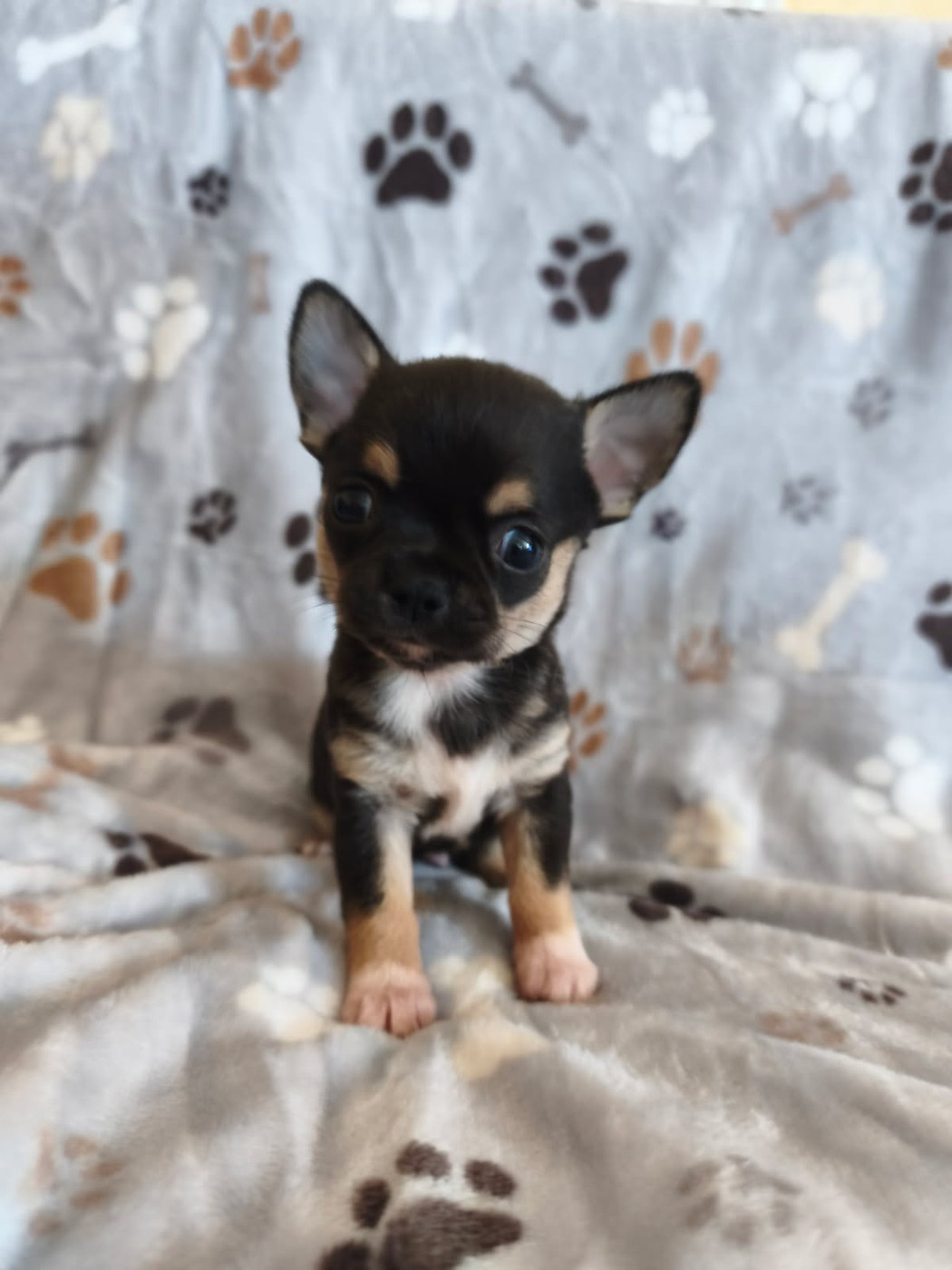 Des Légendes du Val d'Argos - Chiots disponibles - Chihuahua