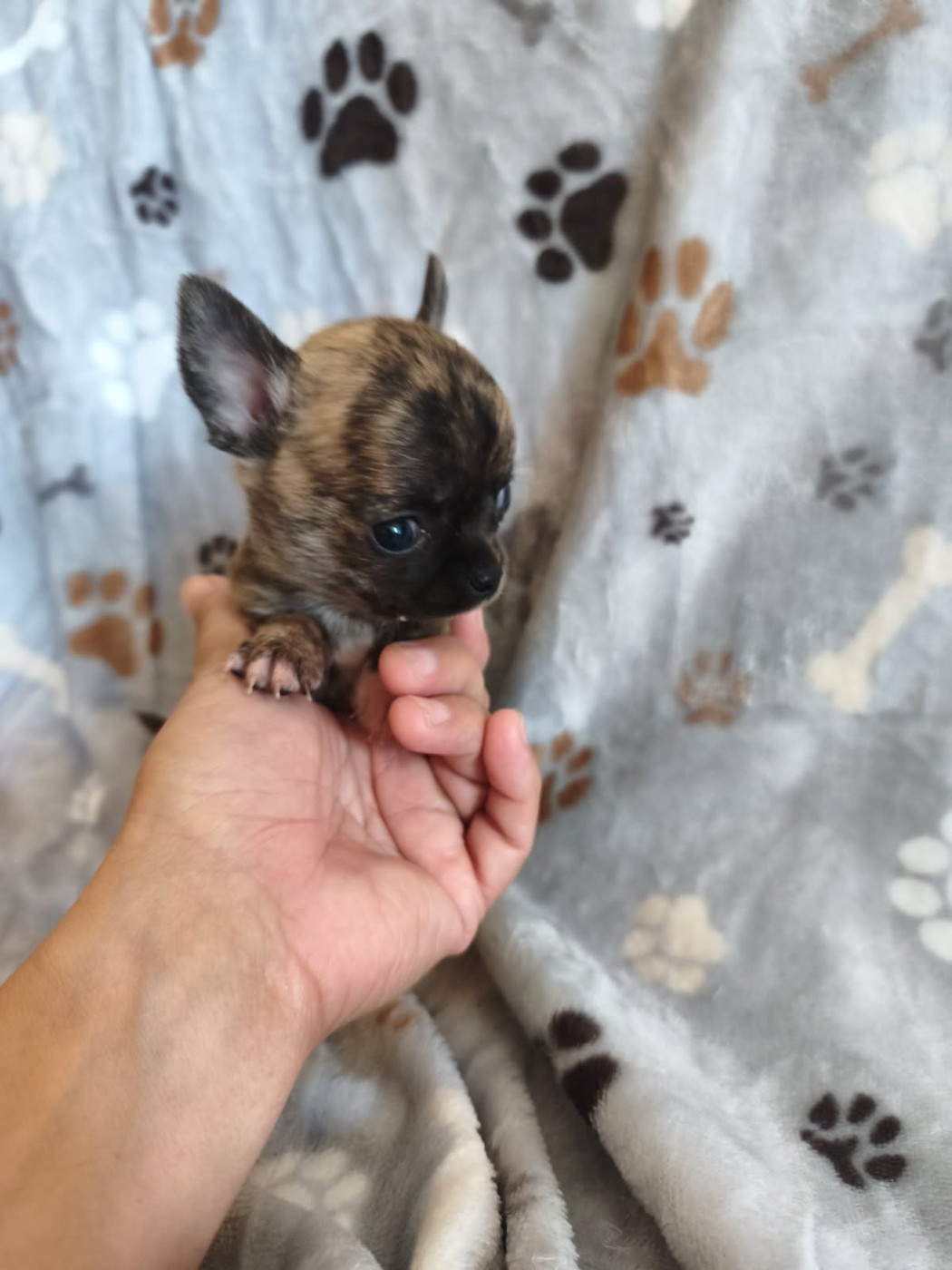 Des Légendes du Val d'Argos - Chiots disponibles - Chihuahua