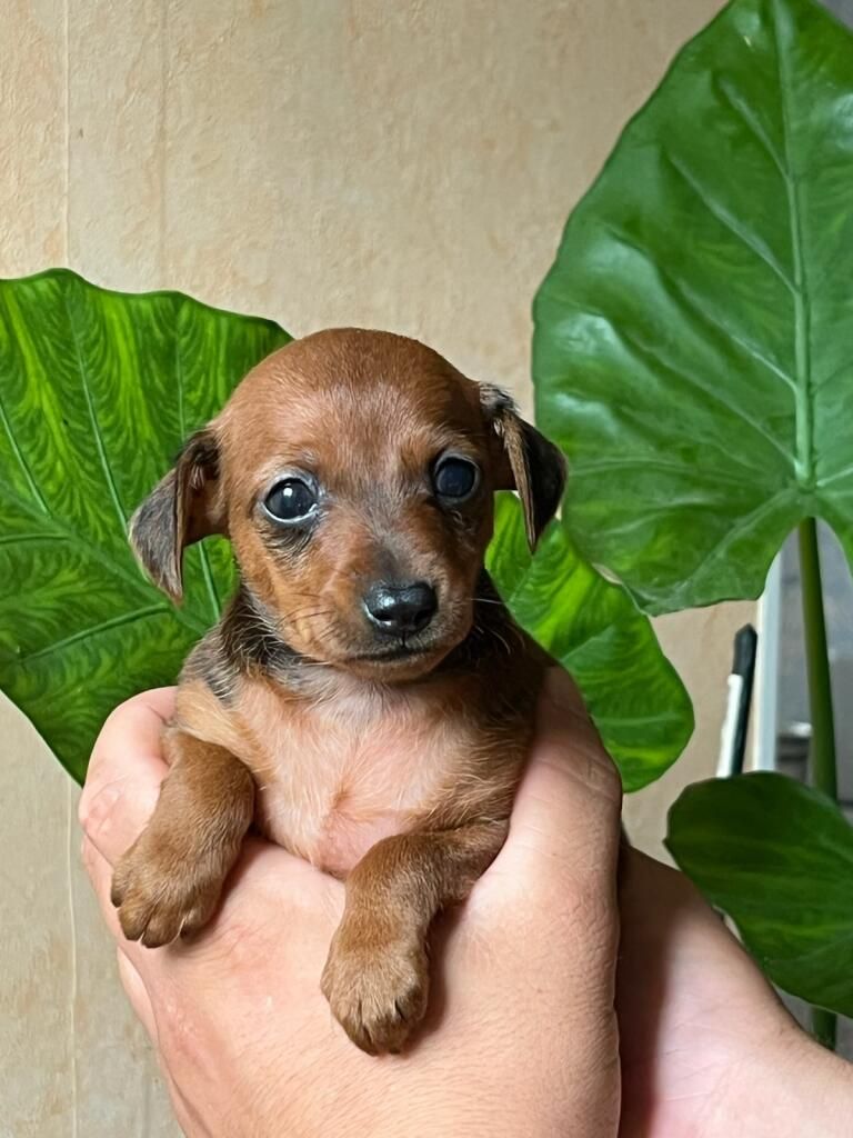 Des Légendes du Val d'Argos - Chiots disponibles - Pinscher nain