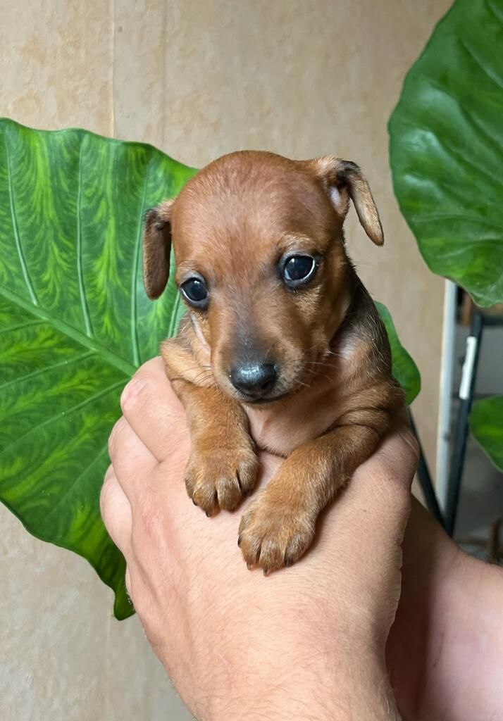 Des Légendes du Val d'Argos - Chiots disponibles - Pinscher nain