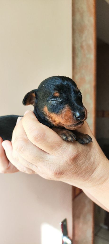 CHIOT 1