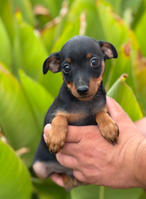 Chiot N°1