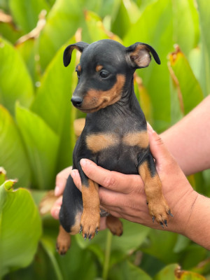 Chiot N°2