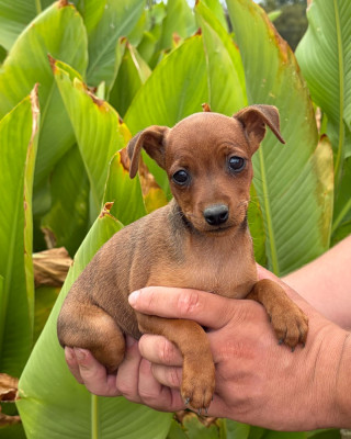 Chiot N°5