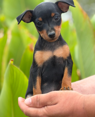 Chiot N°6