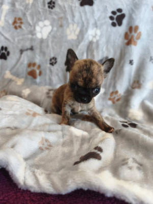 Chiot N°1