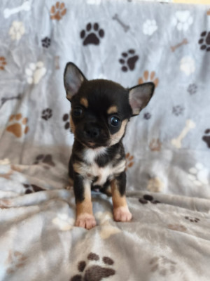Chiot N°3