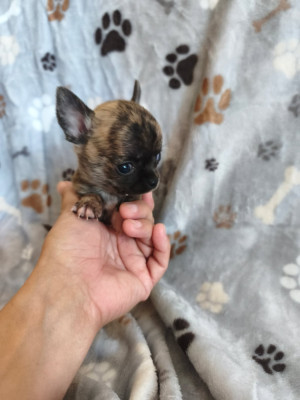 Chiot N°4